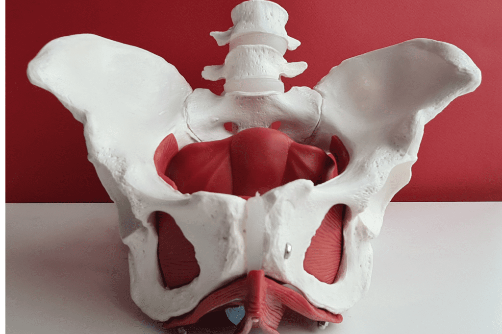 Funções do assoalho pélvico